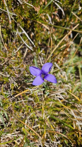 Fringe-flowered Gentian