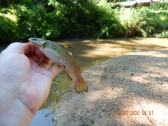 Ameiurus platycephalus