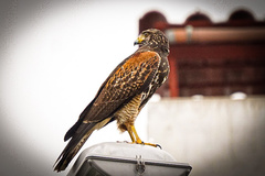 Parabuteo unicinctus