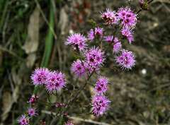 Kunzea parvifolia
