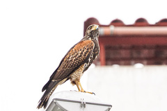 Parabuteo unicinctus