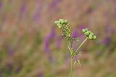Bifora testiculata