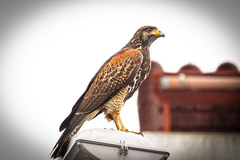 Parabuteo unicinctus