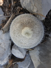 Epithelantha unguispina unguispina