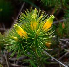 Stenanthera pinifolia