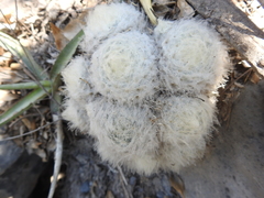 Mammillaria plumosa