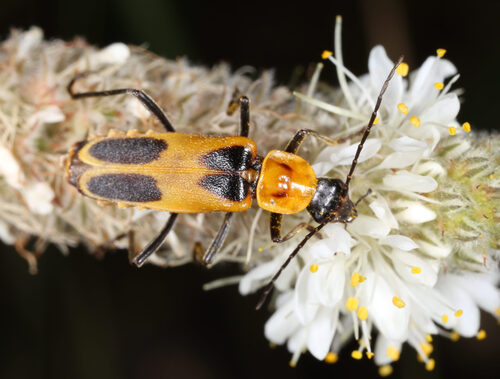 Chauliognathus omissus observed 2026-09-24