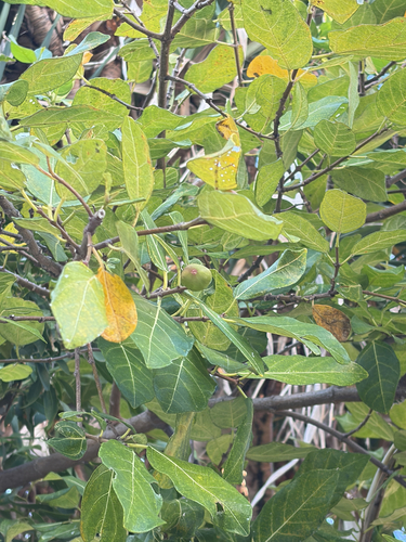 Ficus opposita observed 2026-10-03