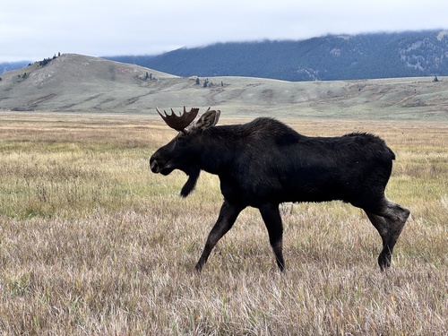 Moose