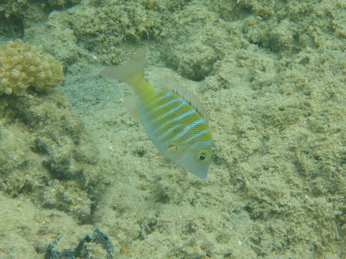Lethrinus mahsena observed 2026-10-03