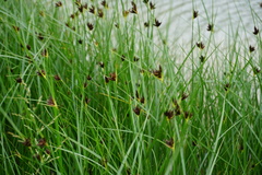 Bolboschoenus maritimus maritimus