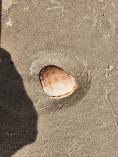 Phalium granulatum granulatum, 2026-10-03