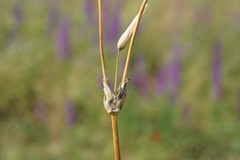 Cerastium perfoliatum