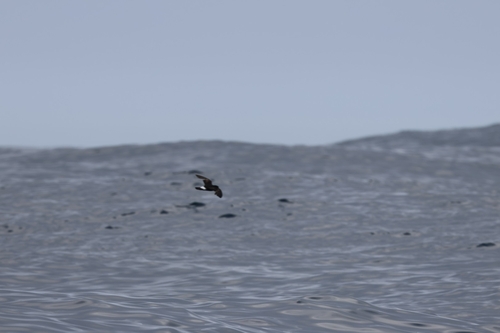 iNaturalist image