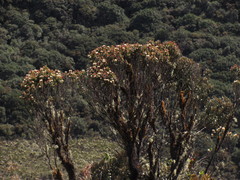 Weinmannia cochensis