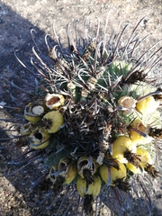 Ferocactus herrerae