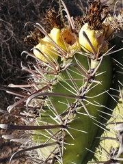 Ferocactus herrerae