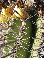 Ferocactus herrerae