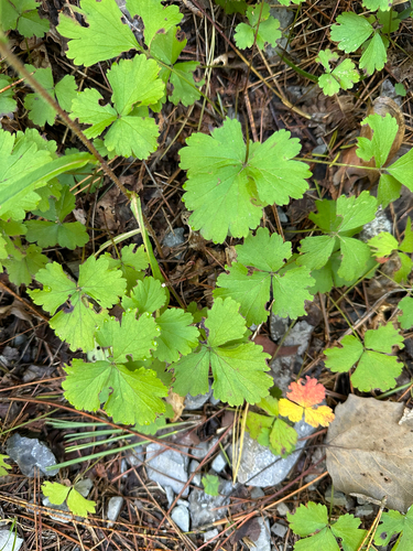 Geum fragarioides observed 2026-10-03