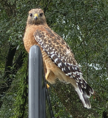 Red-shouldered Hawk