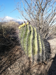 Ferocactus herrerae