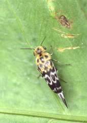 Glipa malaccana
