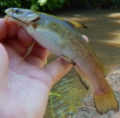 Ameiurus platycephalus