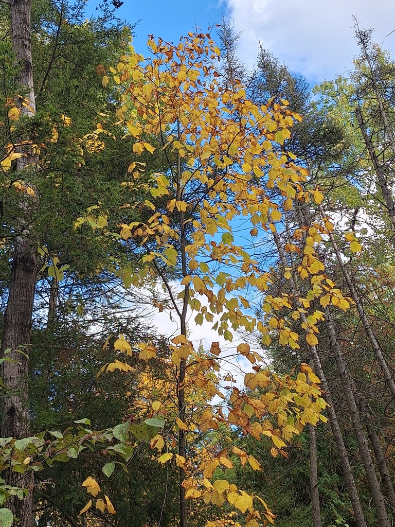 A slender striped maple turned gold under tall dark conifers and a few bare trunks.