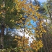 Striped maple gone gold, Tobermory · October 3, 2026 · Gina, yay · 1 saved view