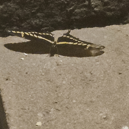 Western Giant Swallowtail