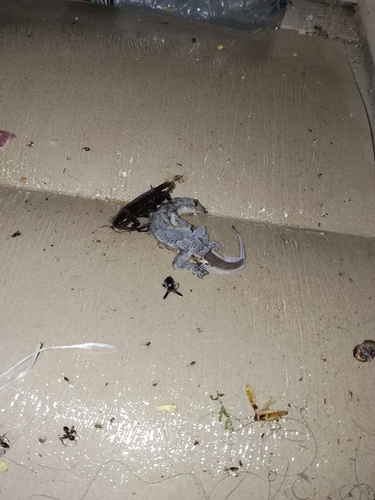 Tropical House Gecko