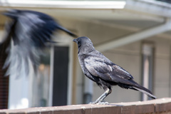 Corvus brachyrhynchos