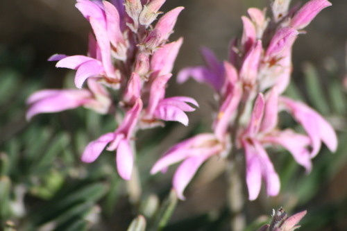 Image of Indigofera praetermissa by (c) Sean Privett, some rights reserved (CC BY-SA)