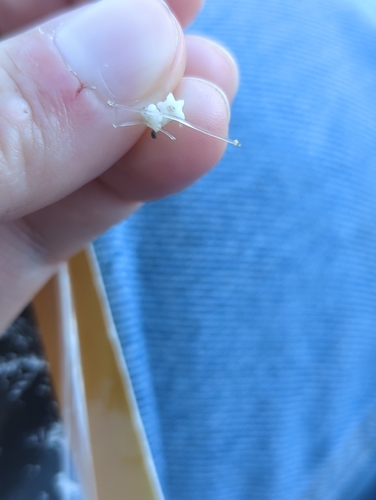 Starry Stonewort
