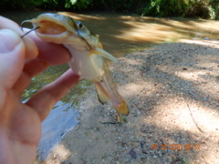 Ameiurus platycephalus