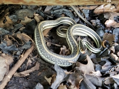 Thamnophis proximus proximus