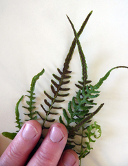 Blechnum zeelandicum