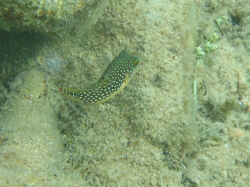 Canthigaster margaritata observed 2026-10-03