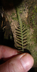 Blechnum zeelandicum
