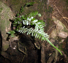 Blechnum zeelandicum