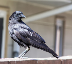 Corvus brachyrhynchos