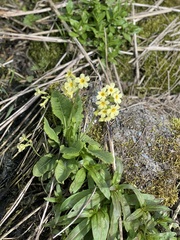 Primula elatior