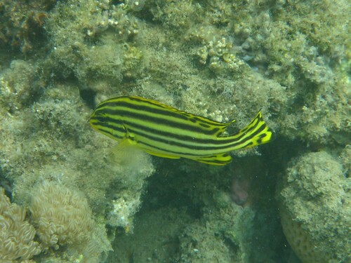 Plectorhinchus gaterinus observed 2026-10-03