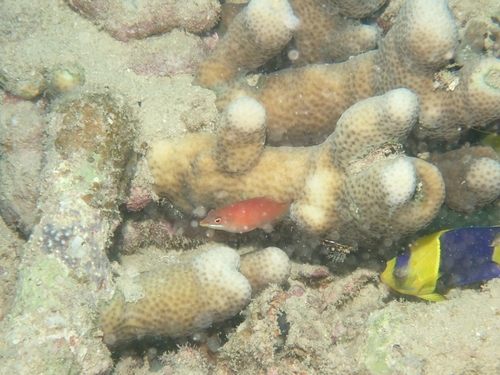 Pseudocheilinus evanidus observed 2026-10-01