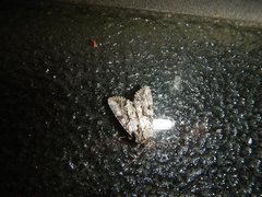 Chytonix palliatricula