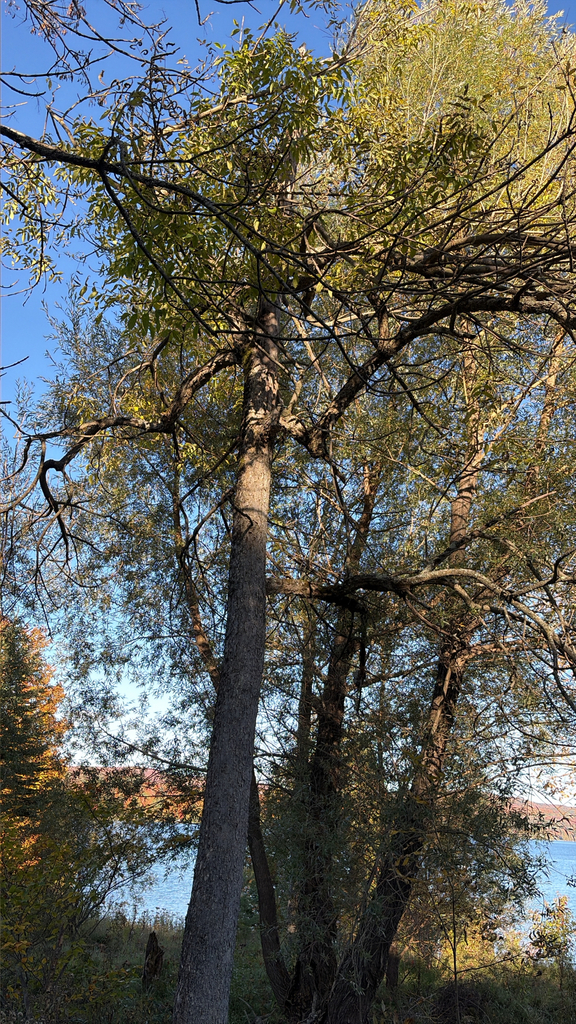 Tall ash trees by a lake with thin crowns, pale green turning yellow, and an orange tree at the left edge.