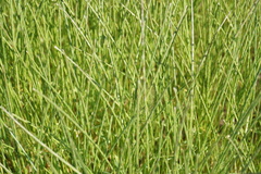 Pholiurus pannonicus