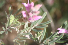 Indigofera hamulosa