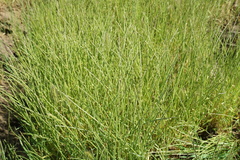 Pholiurus pannonicus