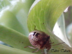 Pentatomoidea